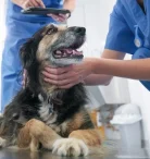 Ветеринарная клиника Пегас Фото 7 на проекте VetSpravka.ru