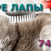 Зоосалон Четыре лапы Фото 2 на проекте VetSpravka.ru Зоосалон Четыре лапы Фото 2 на проекте VetSpravka.ru