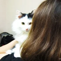 Гостиница для кошек и котов Бастет Фото 2 на проекте VetSpravka.ru Гостиница для кошек и котов Бастет Фото 2 на проекте VetSpravka.ru