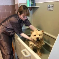 Кинологический центр Dog-city Фото 2 на проекте VetSpravka.ru Кинологический центр Dog-city Фото 2 на проекте VetSpravka.ru